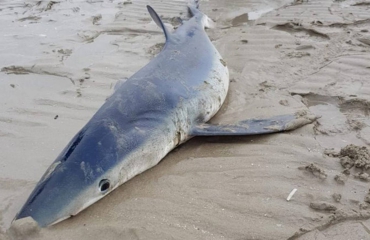 Levende blauwe haai op Zuid-Hollands strand
