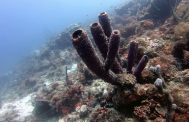 Martin Ponte - De laatste beelden van Boca Sami Reef bij Curaçao?