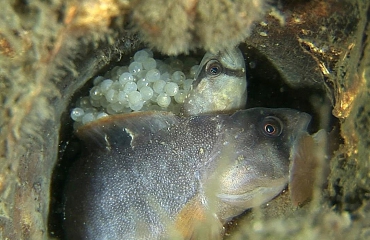 In beeld: de geboorte van een botervis
