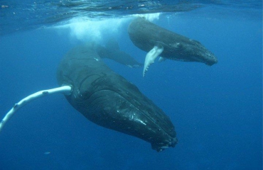 Satellietzenders onthullen cruciaal voedselgebied walvissen