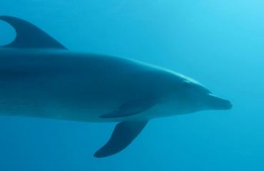 Carl Churchgarden - Close encounter met dolfijn in Hurghada