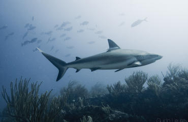 Duikvaker Thematafel: Haaienbescherming - wat kun jij doen?