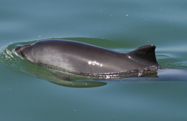 Wat is de kleinste walvis van de Noordzee?