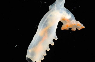 Ook diepzeedieren hebben plastic in hun maag