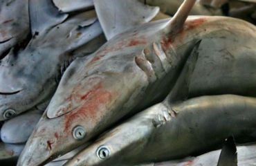 Honderden haaien aangespoeld bij Iran