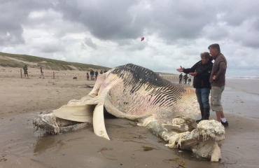 Een na grootste dier aangespoeld op Texel