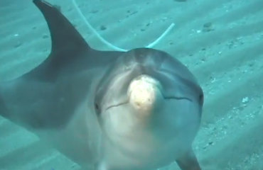 Opgewonden dolfijn dol op bikini's