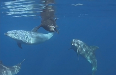 Dolfijnen helpen zeehondenpup