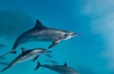 Wilde dolfijnen sterven eerder door contact met mensen