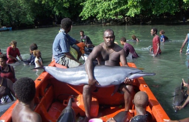 Dolfijnenjacht Salomonseilanden grootste ter wereld