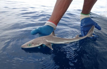 Nieuwe haaiensoort in diepzee ontdekt
