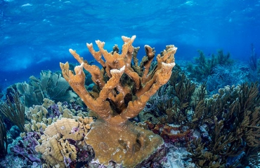 Gratis webinar: koraalriffen beschermen