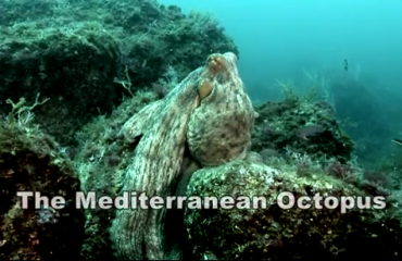 Film: De mediterrane octopus