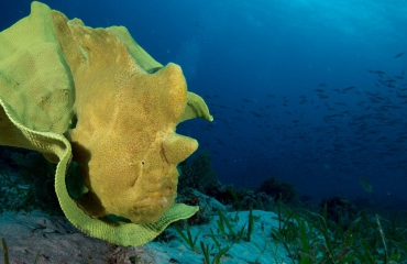 Sandra Boerlage - Frogfishes, froghfishes, froghfishes