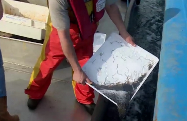Bijna 400.000 palingen uitgezet in het Grevelingenmeer