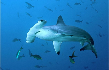 Nederland speelt leidende rol bij bescherming van Caribische haaien