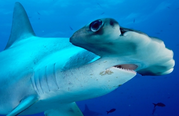 Kwart haaien en roggen met uitsterven bedreigd