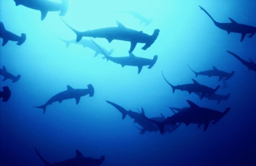 Kinderen halen meer dan 6 ton op voor haaien