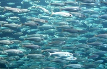 Vissen krimpen bij nieuwe massa-uitsterving
