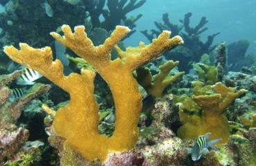 Koralen zijn mogelijk langst levende dieren