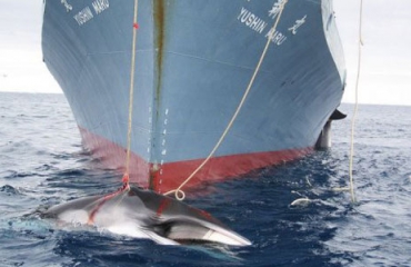 Japan gaat niet op walvisjacht