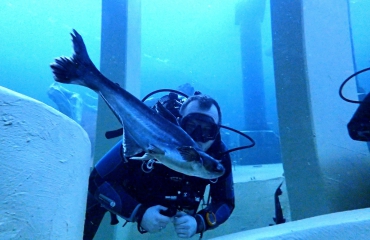 Vincent Dorresteijn - Duiken in een aquarium