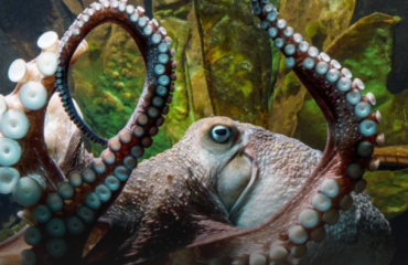 Octopus ontsnapt uit aquarium naar oceaan