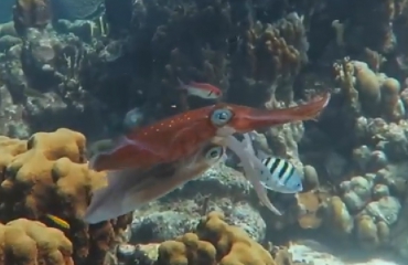 Mieke Mombers - Parende pijlinktvissen bij Bonaire