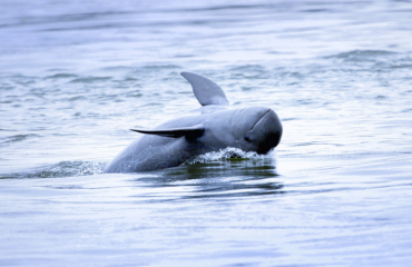 Er is weer hoop voor Irrawaddidolfijnen