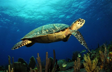 Jeugdervaringen van invloed op migratie zeeschildpad