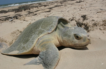Zeldzame zeeschildpad sterft na stranding