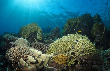 Snorkelen in de Rode Zee - wat kun je zien?
