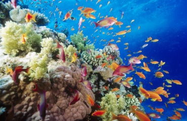 CoralGardening herstelt koralen in Thailand