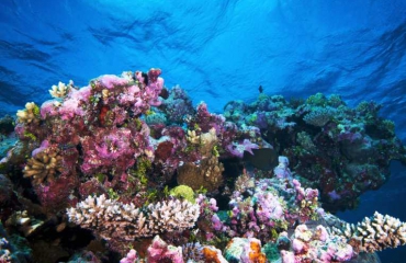 Urine van vissen onmisbaar voor koraal
