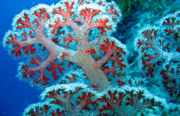 Zonnebrand is slecht voor koraal