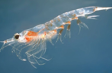 Wat is krill?