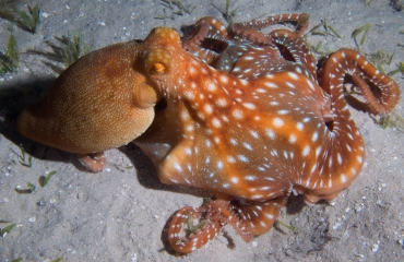 Lia van Nieuwenhuizen - Jagende octopus: fotoserie