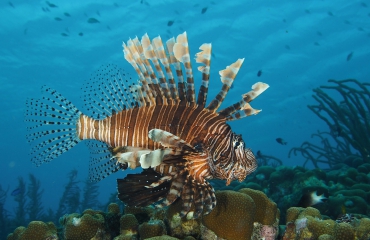 Lionfish: koraalduivels