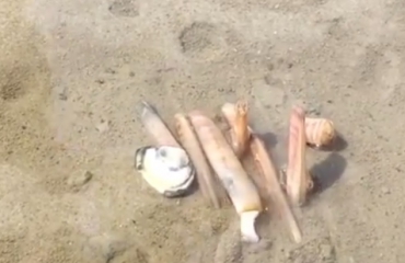 Video: Mesheften graven zich bijzonder snel in