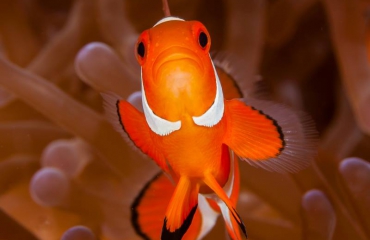 Film: Finding 27 Nemos
