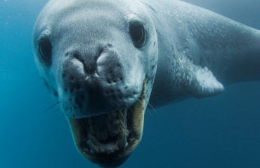 Film: Up and close met een zeeluipaard