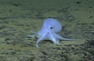 Nieuwe octopussoort krijgt bijnaam 'Casper, het spookje'