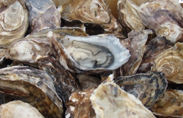 Voortplanting van oesters bedreigd door plastic in zeewater