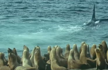 In beeld: Orka's jagen op zeeleeuwen