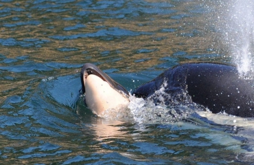 Moeder orka laat lichaam baby los