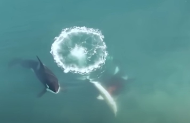 Unieke beelden - Orka's jagen op witte haaien