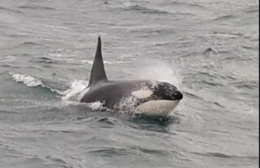 Walvisgeluiden moeten orka terug naar zee lokken