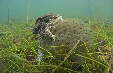 Fotojaaroverzicht 2015 - Luc Rooman