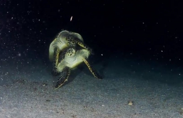 In beeld: Parende schildpadden bij Statia