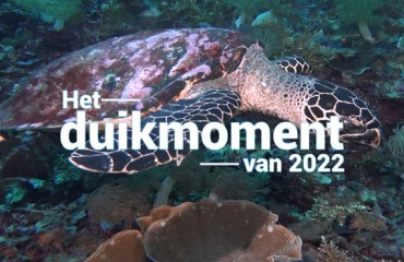 Hét duikmoment van 2022 - Hawksbill turtle